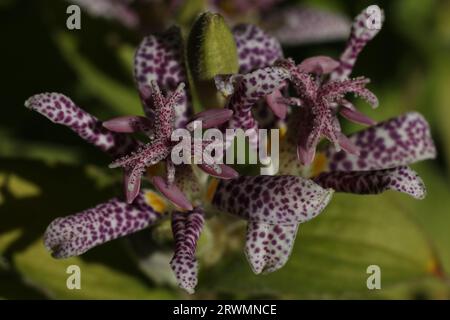 Eine Nahaufnahme von Tricyrtis hirta, der Krötenlilie oder der haarigen Krötenlilie, die mit Wassertropfen bedeckt ist Stockfoto