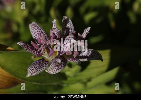 Eine Nahaufnahme von Tricyrtis hirta, der Krötenlilie oder der haarigen Krötenlilie, die mit Wassertropfen bedeckt ist Stockfoto