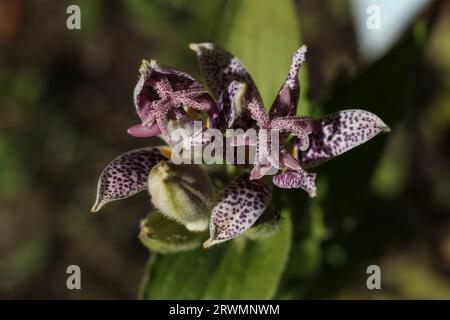 Eine Nahaufnahme von Tricyrtis hirta, der Krötenlilie oder der haarigen Krötenlilie, die mit Wassertropfen bedeckt ist Stockfoto