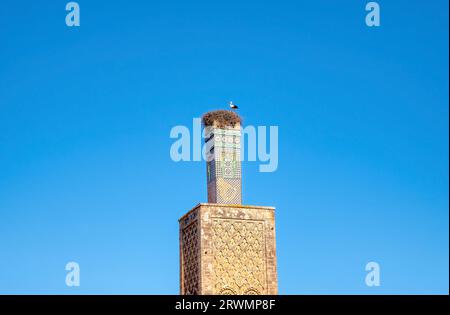 Ein Weißstorch (Ciconia ciconia) steht auf seinem Nest auf einem Minarett der Moschee aus dem 13. Jahrhundert im historischen Chellah-Komplex in Rabat, Marokko, das zum UNESCO-Weltkulturerbe gehört. Stockfoto