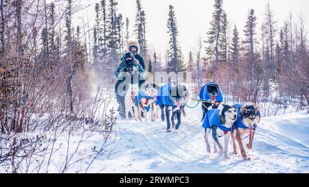 Churchill, Kanada - 26. Februar 2014. Ein Hundemusher und zwei Touristen werden von einem Team von acht Schlittenhunden auf einem verschneiten Weg in einem borealen Wald gezogen. Stockfoto