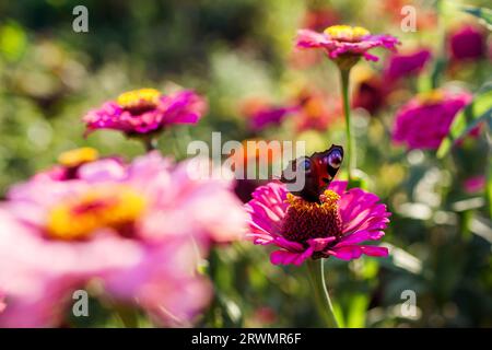 Pfauenfalter, der bei Sonnenuntergang im Sommergarten Nektar von Zinnienblüten sammelt. Nahaufnahme von Aglais io Insekt, das auf rosafarbener Blüte sitzt. Stockfoto