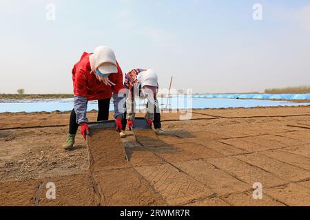 LUANNAN COUNTY, China - 18. April 2022: Bauern säen Reissaaten in Reissämlinge auf Farmen, Nordchina Stockfoto