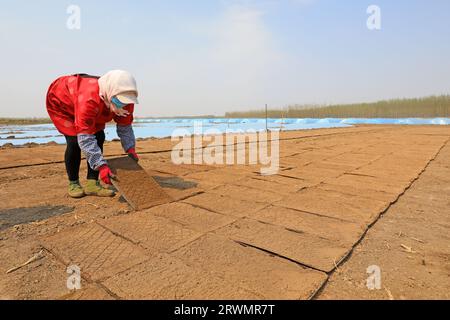 LUANNAN COUNTY, China - 18. April 2022: Bauern säen Reissaaten in Reissämlinge auf Farmen, Nordchina Stockfoto