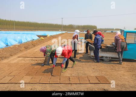 LUANNAN COUNTY, China - 18. April 2022: Bauern säen Reissaaten in Reissämlinge auf Farmen, Nordchina Stockfoto