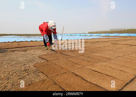 LUANNAN COUNTY, China - 18. April 2022: Bauern säen Reissaaten in Reissämlinge auf Farmen, Nordchina Stockfoto