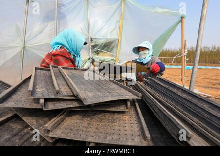 LUANNAN COUNTY, China - 18. April 2022: Bauern säen Reissaaten in Reissämlinge auf Farmen, Nordchina Stockfoto