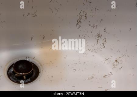 Kleine Haarreste in einem Waschbecken im Badezimmer, nachdem ein Mann am Morgen mit der Rasur fertig war Stockfoto