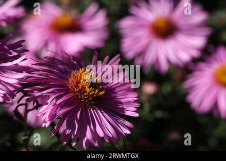 Nahaufnahme der rosa Asterblumen im Spätsommer-Garten Stockfoto