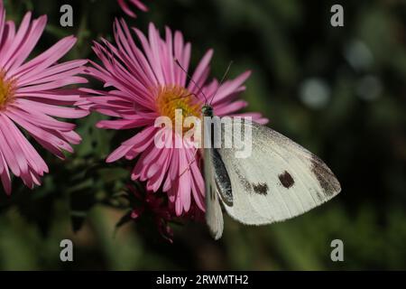 Pieris Brassicae, der große weiße, auch Kohlfalter genannt, Kohlweiß, Kohlmotte auf einer rosa Asterblume Stockfoto