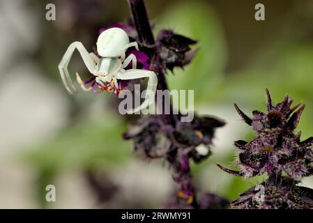 Krabbenspinne (Misumena vatia) wartet im Hinterhalt auf eine Minzblüte Stockfoto