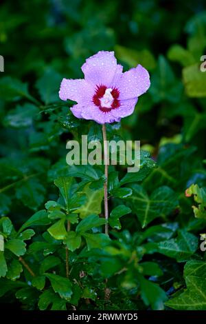 Eine wunderschöne Nahaufnahme einer Rose of Sharon Blume in einem Efeu-Bett. Stockfoto