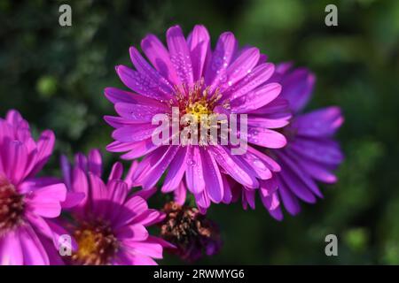 Eine Nahaufnahme von rosa Asterblüten, die von Regentropfen bedeckt sind Stockfoto