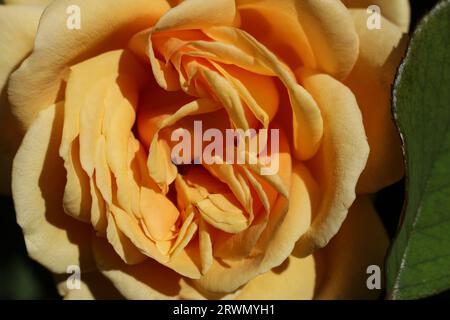 Eine Nahaufnahme eines gelben Rosenblütenkopfes Stockfoto