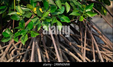 Stelzenwurzeln oder Stützwurzeln von Mangrovenbäumen mit grünen Blättern im Mangrovenwald. Mangrovenwurzeln. Stützwurzeln von Mangrovenbäumen. Root Stockfoto