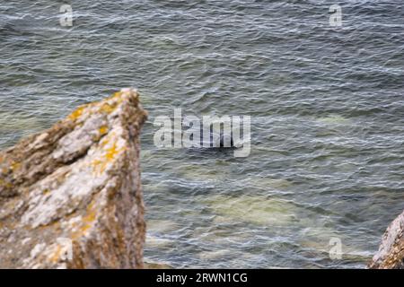 Seal in Angel Bay (Porth Dyniewaid), Llandudno, Wales Stockfoto