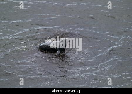 Seal in Angel Bay (Porth Dyniewaid), Llandudno, Wales Stockfoto