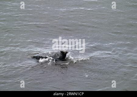 Seal in Angel Bay (Porth Dyniewaid), Llandudno, Wales Stockfoto