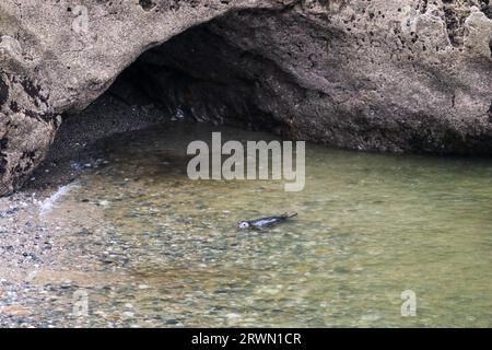 Seal in Angel Bay (Porth Dyniewaid), Llandudno, Wales Stockfoto