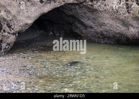 Seal in Angel Bay (Porth Dyniewaid), Llandudno, Wales Stockfoto