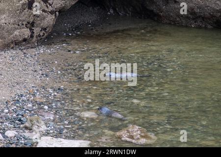 Seal in Angel Bay (Porth Dyniewaid), Llandudno, Wales Stockfoto