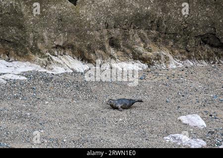 Seal in Angel Bay (Porth Dyniewaid), Llandudno, Wales Stockfoto