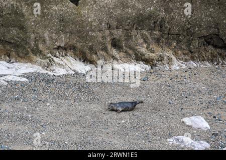 Seal in Angel Bay (Porth Dyniewaid), Llandudno, Wales Stockfoto