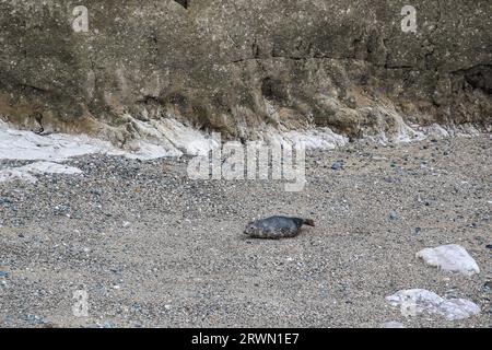 Seal in Angel Bay (Porth Dyniewaid), Llandudno, Wales Stockfoto