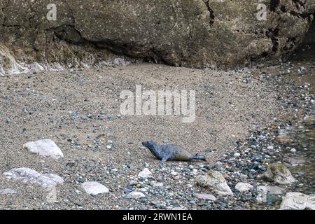 Seal in Angel Bay (Porth Dyniewaid), Llandudno, Wales Stockfoto