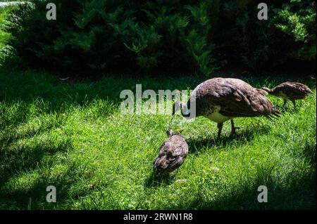 BUKAREST, RUMÄNIEN - 13. SEPTEMBER 2022: Das Ceausescu Palace Spring Palace. Pfauen im Garten Stockfoto