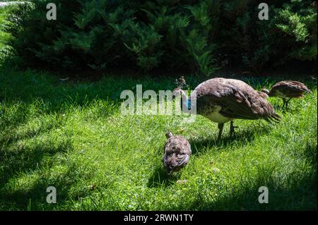 BUKAREST, RUMÄNIEN - 13. SEPTEMBER 2022: Das Ceausescu Palace Spring Palace. Pfauen im Garten Stockfoto