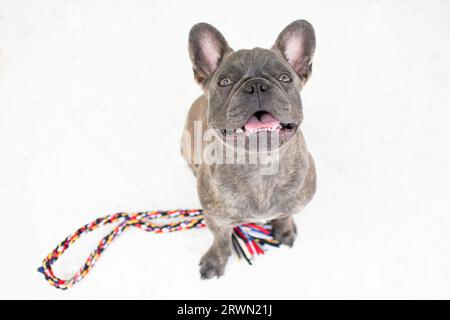 Die süße französische Bulldogge ist bereit, mit einem Seil zu spielen, das auf dem weißen Hintergrund isoliert ist. Hund, der auf die Kamera schaut und zum Spielen bittet. Stockfoto