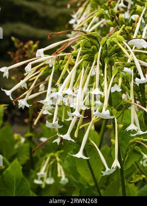 Röhrenförmige, weiße duftende Blüten der zarten, jährlich bis zweijährlich wachsenden Waldtabakpflanze Nicotiana sylvestris, Stockfoto