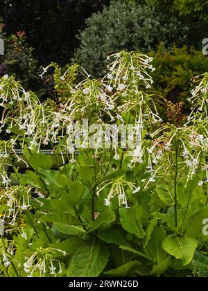 Röhrenförmige, weiße duftende Blüten der zarten, jährlich bis zweijährlich wachsenden Waldtabakpflanze Nicotiana sylvestris, Stockfoto