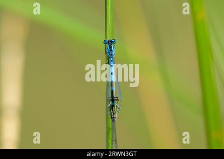 Ein Paar gemeine blaue Damselfliegen (Enallagma cyathigerum), ruhend, sonniger Tag im Sommer Stockfoto