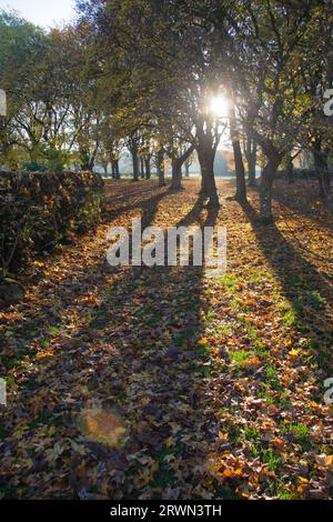 Die Herbstsonne sorgt für eine hinterleuchtete Szene mit Bäumen und langen Schatten Stockfoto