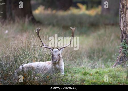 Alte Damhirsche sitzen auf dem Land in Cheshire Stockfoto