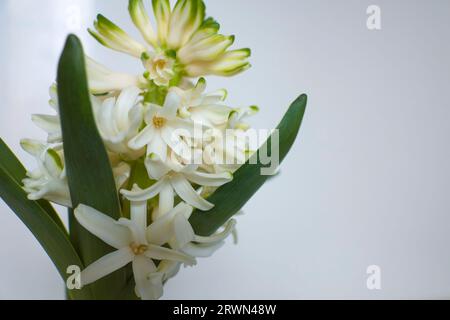 Weißer Hyazinthen-Blumenstrauß aus nächster Nähe auf weißem Hintergrund mit Copyspace, Frühlingsblume, Weihnachts- und Osterferien, blühender Hyacinthus Stockfoto