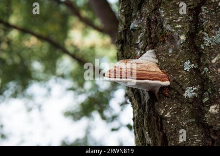 Birkenrinden-Chaga-Pilz im Herbstwald. Stockfoto