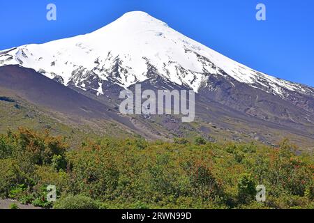 Vulkan Osorno (Stratovulkan) mit chilenischem Feuerbusch (Embothrium coccineum). Region de Los Lagos, Chile. Stockfoto