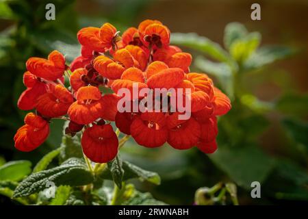 Calceolaria integrifolia zeichnet sich durch seine leuchtend orangefarbenen Blüten und die sanfte Beleuchtung durch die Sonnenstrahlen aus. Stockfoto