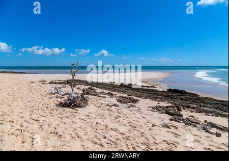 Unberührter Strand auf Inhaca Island vor Maputo, Mosambik Stockfoto