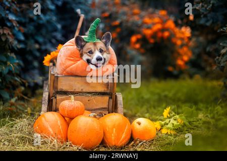 Niedlicher Corgi-Hund im Kürbiskostüm sitzt an Halloween mit anderem Gemüse im Garten Stockfoto