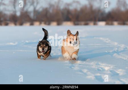 Zwei niedliche Hundefreunde haben Spaß beim Laufen durch weiße, saubere Schneetreiben im Winterpark Stockfoto