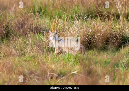 Eine Dschungelkatze blickt einen Moment zurück, bevor sie in das Grasland bei Barrackpore in Westbengalen, Indien, verschwindet. Stockfoto