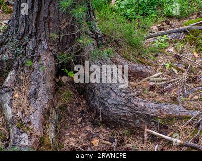 Die Wurzeln des Nadelbaums kamen an die Oberfläche. Wurzelsystem mit Kiefernnadeln bedeckt. Stockfoto