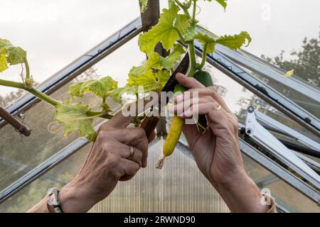 Frau, die schlecht entwickelte Gurken "Marketmore" entfernt, die vom Dach des Gewächshauses hängen, um das Wachstum in anderen zu fördern. Stockfoto