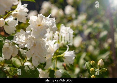 Blühender Jasminbusch in den Strahlen der hellen Sonne. Stockfoto