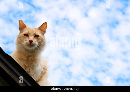 Gelbe streunende Katze auf dem Dach mit Himmelshintergrund Stockfoto