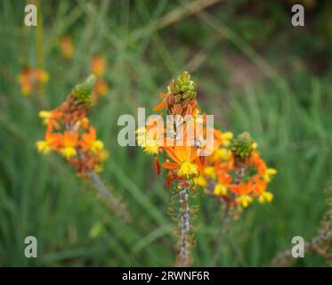 Bulbine frutescens Stockfoto